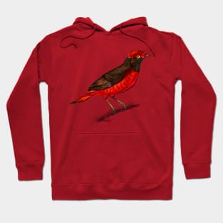 Vintage guianan red cotinga bird-animalia Hoodie